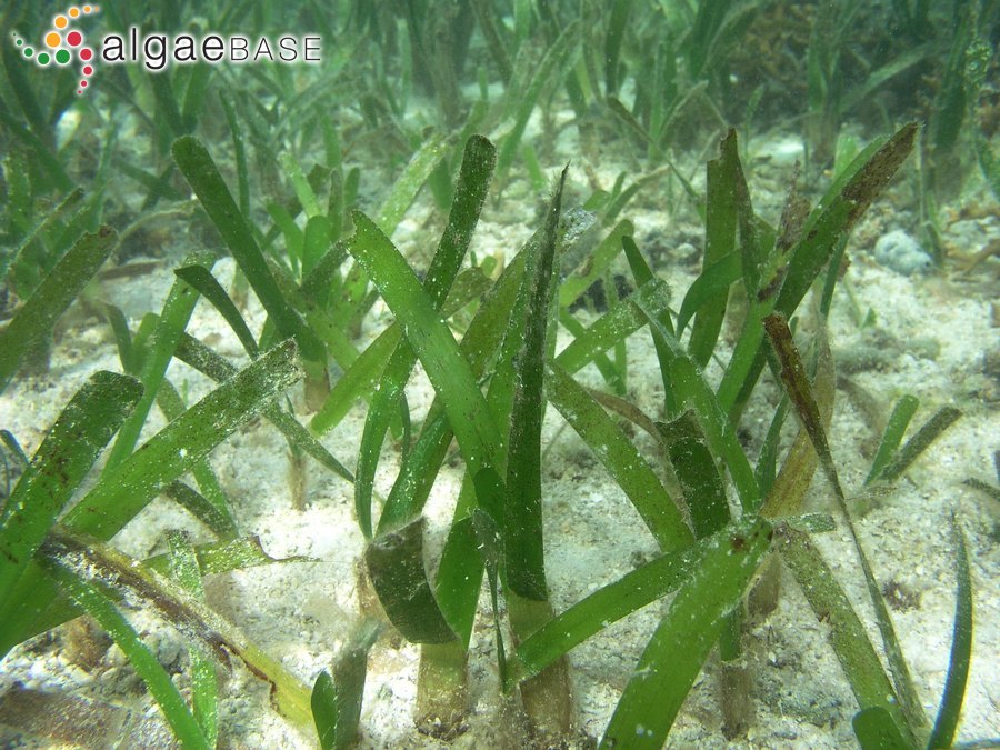 Thalassia hemprichii (Ehrenberg) Ascherson