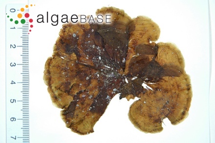 Zonaria flabellata (Okamura) Papenfuss