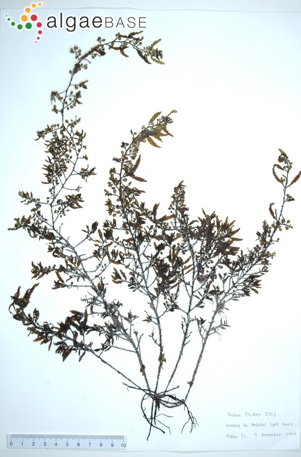 Sargassum polycystum C.Agardh