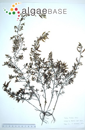 Sargassum polycystum C.Agardh