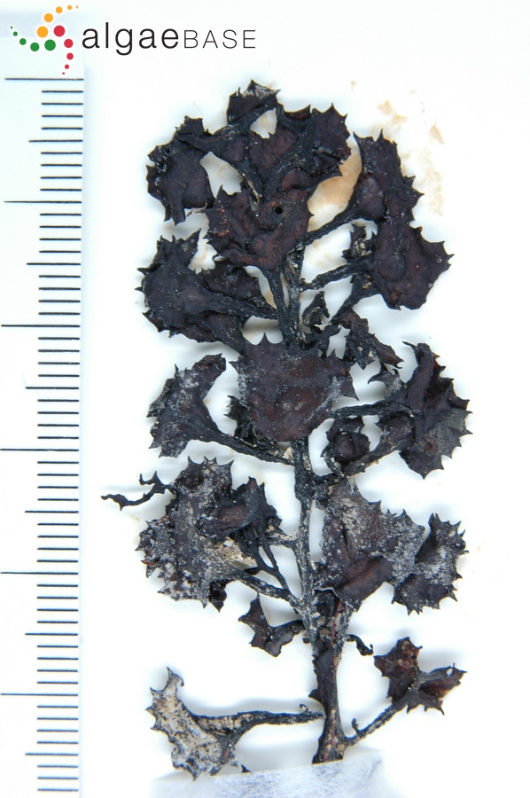 Turbinaria conoides (J.Agardh) Kützing
