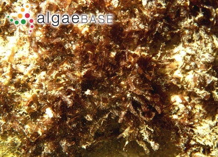 Amansia glomerata C.Agardh