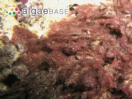 Dasyphila plumarioides Yendo