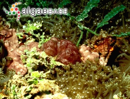 Gibsmithia hawaiiensis Doty