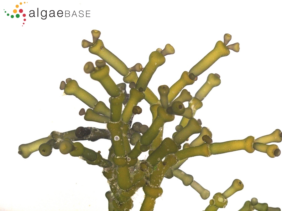 Gracilaria salicornia (C.Agardh) E.Y.Dawson