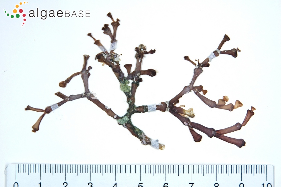 Gracilaria salicornia (C.Agardh) E.Y.Dawson