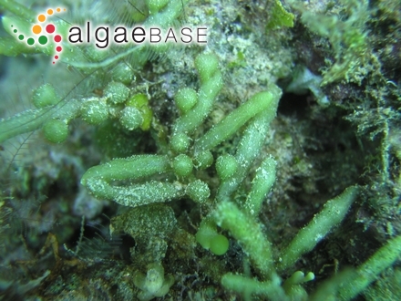 Caulerpa racemosa (Forsskål) J.Agardh
