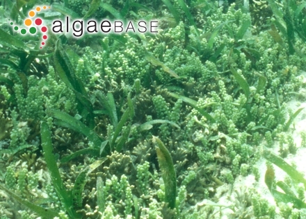 Caulerpa racemosa (Forsskål) J.Agardh