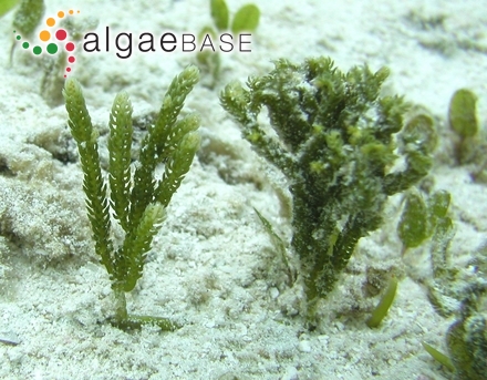 Caulerpa cupressoides (Vahl) C.Agardh