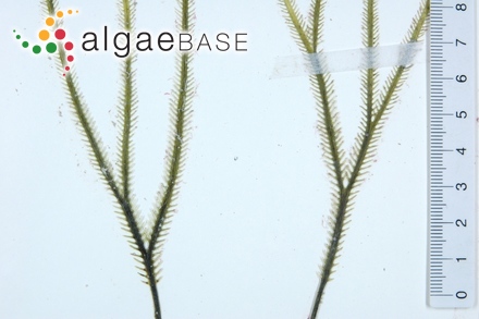 Caulerpa cupressoides (Vahl) C.Agardh
