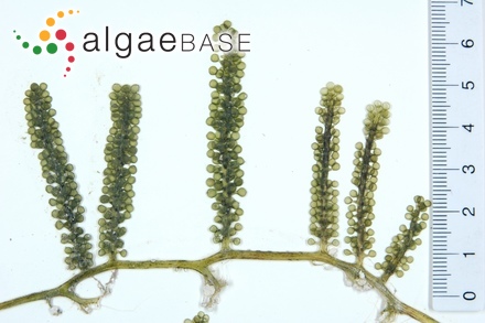 Caulerpa lentillifera var. condensata Yamada