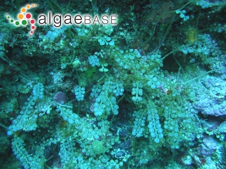 Caulerpa matsueana Yamada