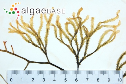 Caulerpa serrulata (Forsskål) J.Agardh