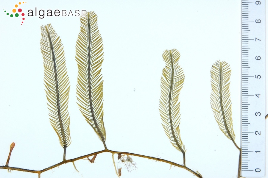 Caulerpa sertularioides (S.G.Gmelin) M.Howe