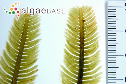 Caulerpa taxifolia (M.Vahl) C.Agardh