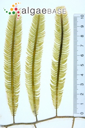 Caulerpa taxifolia (M.Vahl) C.Agardh