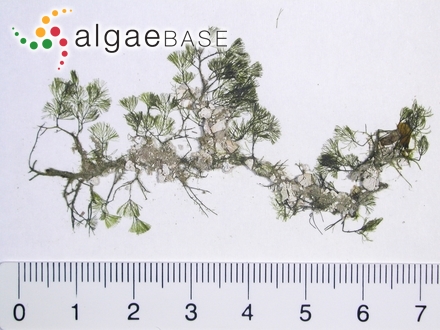 Caulerpa verticillata J.Agardh