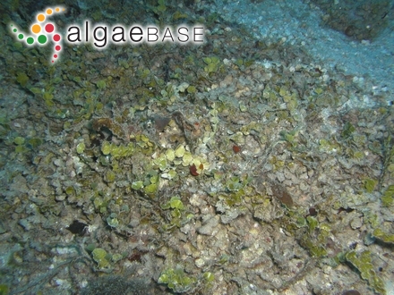 Ceramium rubrum f. divaricatum Petersen