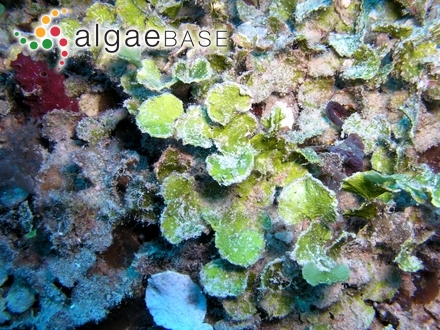 Ceramium rubrum f. irregularis-subcorticatum Petersen