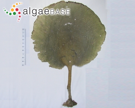 Ceramium rosenvingei f. transgrediens Petersen