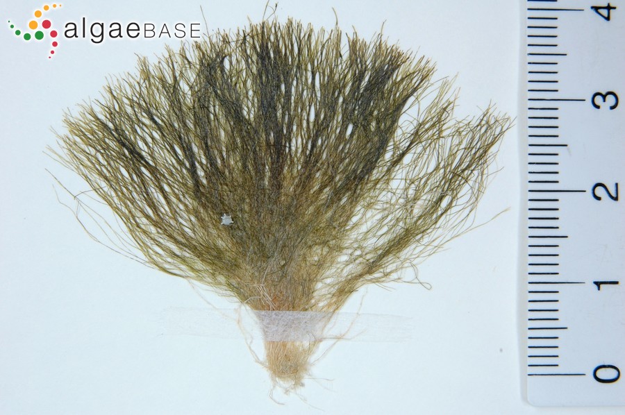 Chlorodesmis fastigiata (C.Agardh) S.C.Ducker