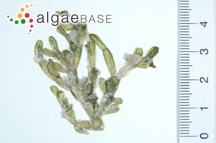 Valonia fastigiata Harvey ex J.Agardh