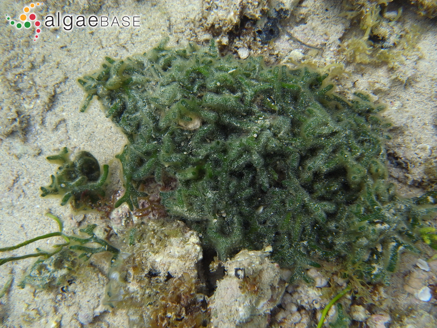 Codium geppiorum O.C.Schmidt