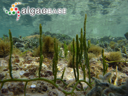 Caulerpa cupressoides (Vahl) C.Agardh