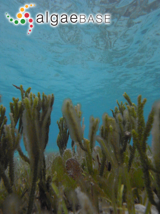 Codium platyclados R.Jones & Kraft