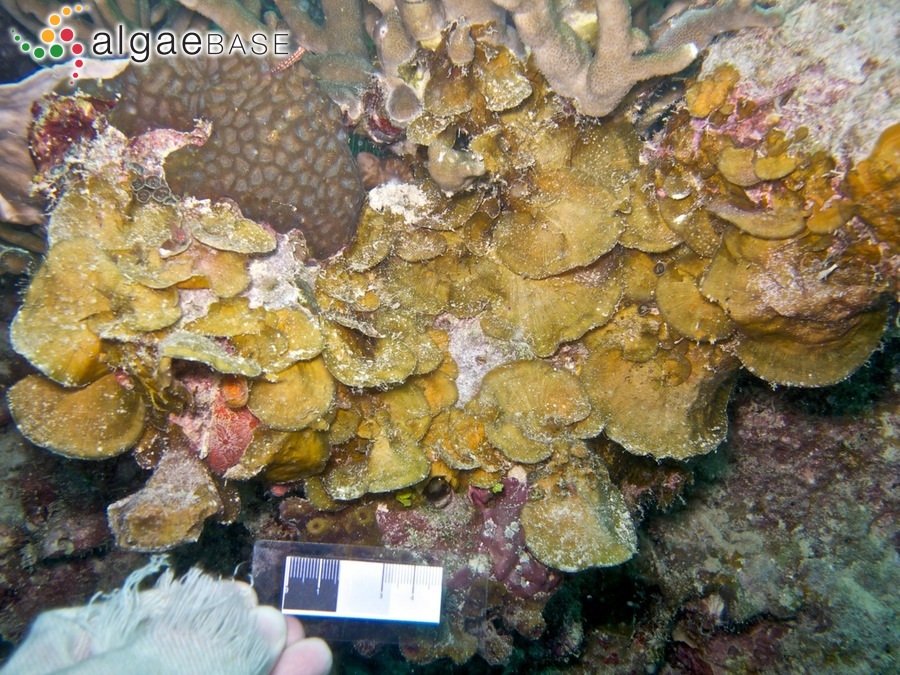 Agissea inamoena (Pilger) Pestana, Lyra, Cassano & J.M.C. Nunes