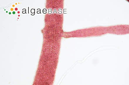 Gelidiella calcicola Maggs & Guiry