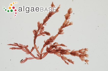 Lomentaria articulata (Hudson) Lyngbye