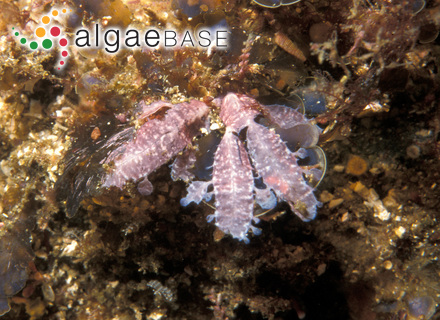 Patulophycus eclipes A.J.K.Millar & M.J.Wynne