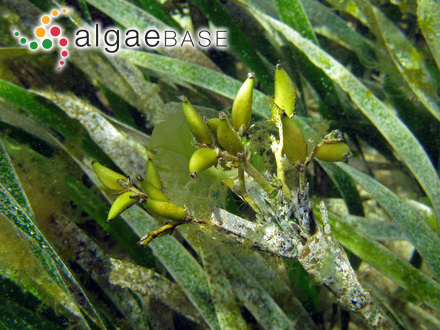 Posidonia australis J.D.Hooker