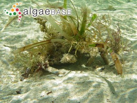 Posidonia australis J.D.Hooker