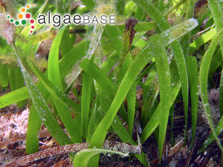 Posidonia australis J.D.Hooker