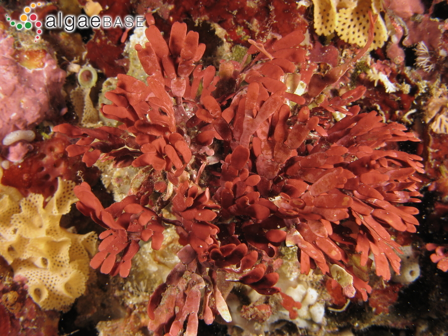 Rhodopeltis borealis Yamada