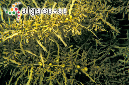 Sargassum lacerifolium (Turner) C.Agardh