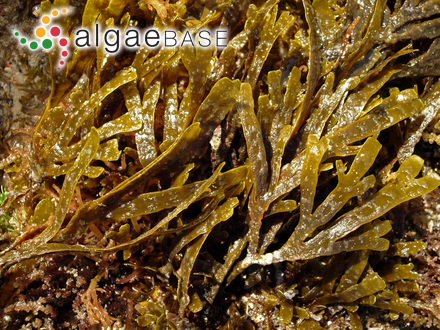 Stoechospermum polypodioides (J.V.Lamouroux) J.Agardh
