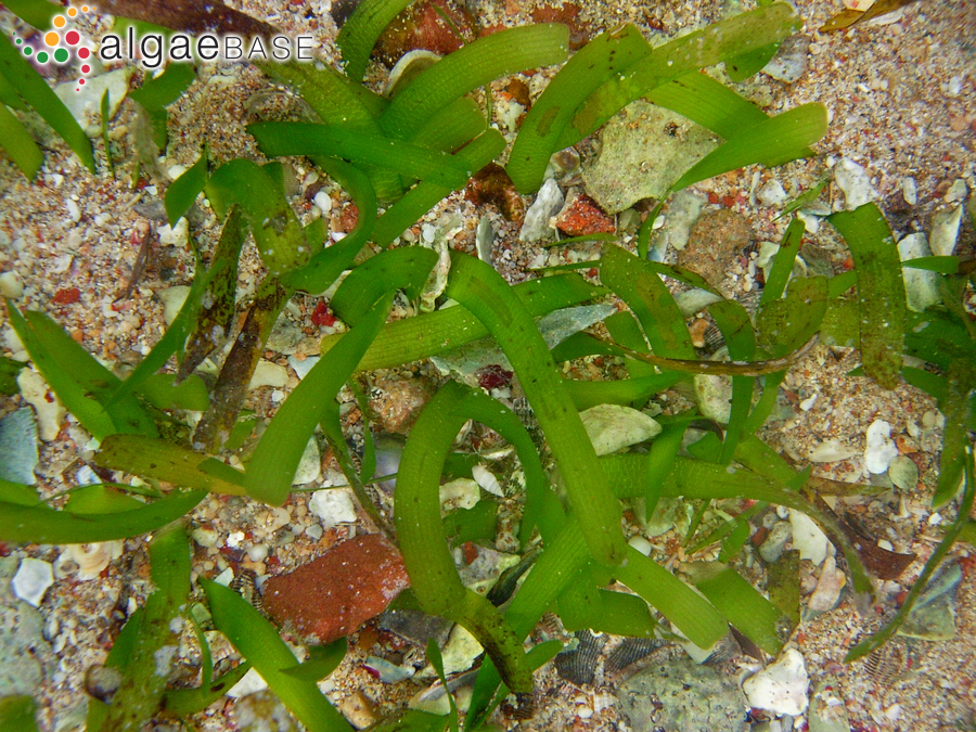 Thalassia hemprichii (Ehrenberg) Ascherson