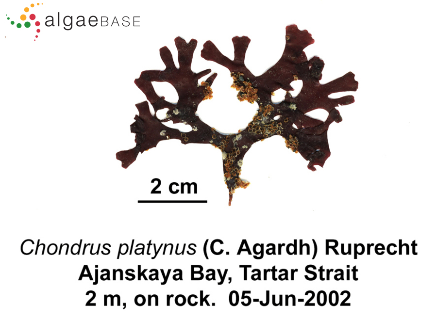 Chondrus platynus (C.Agardh) Ruprecht