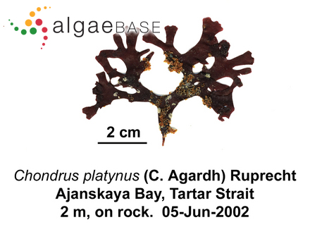 Chondrus platynus (C.Agardh) Ruprecht