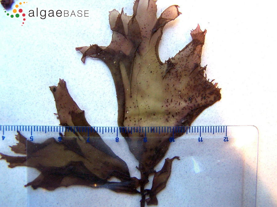 Mastocarpus papillatus (C.Agardh) Kützing