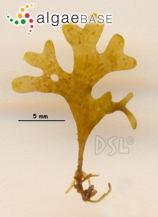 Dictyota stolonifera E.Y. Dawson