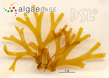 Dictyota flabellata (Collins) Setchell & N.L.Gardner
