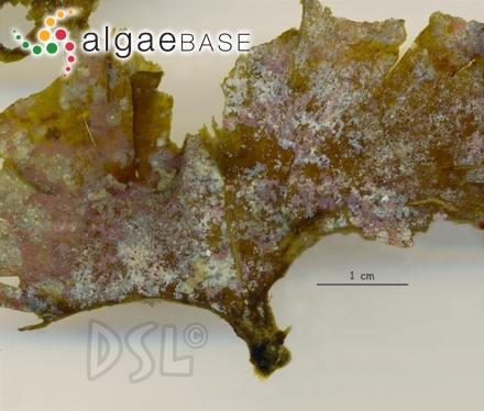 Porphyra atropurpurea (Olivi) De Toni