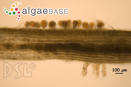 Lobophora papenfussii (W.R.Taylor) Farghaly