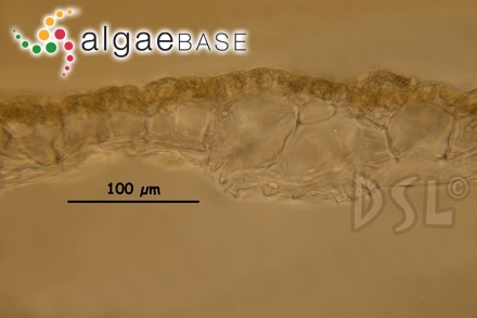 Colpomenia mollis W.R.Taylor