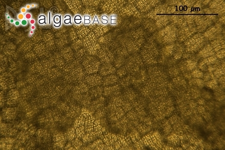 Colpomenia sinuosa (Mertens ex Roth) Derbès & Solier