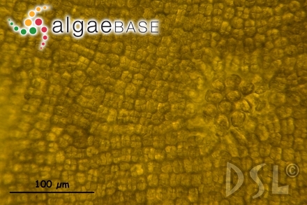 Colpomenia sinuosa (Mertens ex Roth) Derbès & Solier